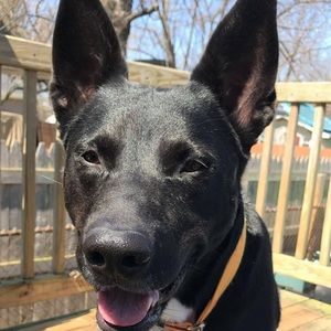 Meet your Posher, Holly